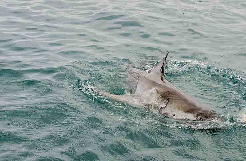 10 - Tiburon Blanco - Gansbaai - Sudafrica